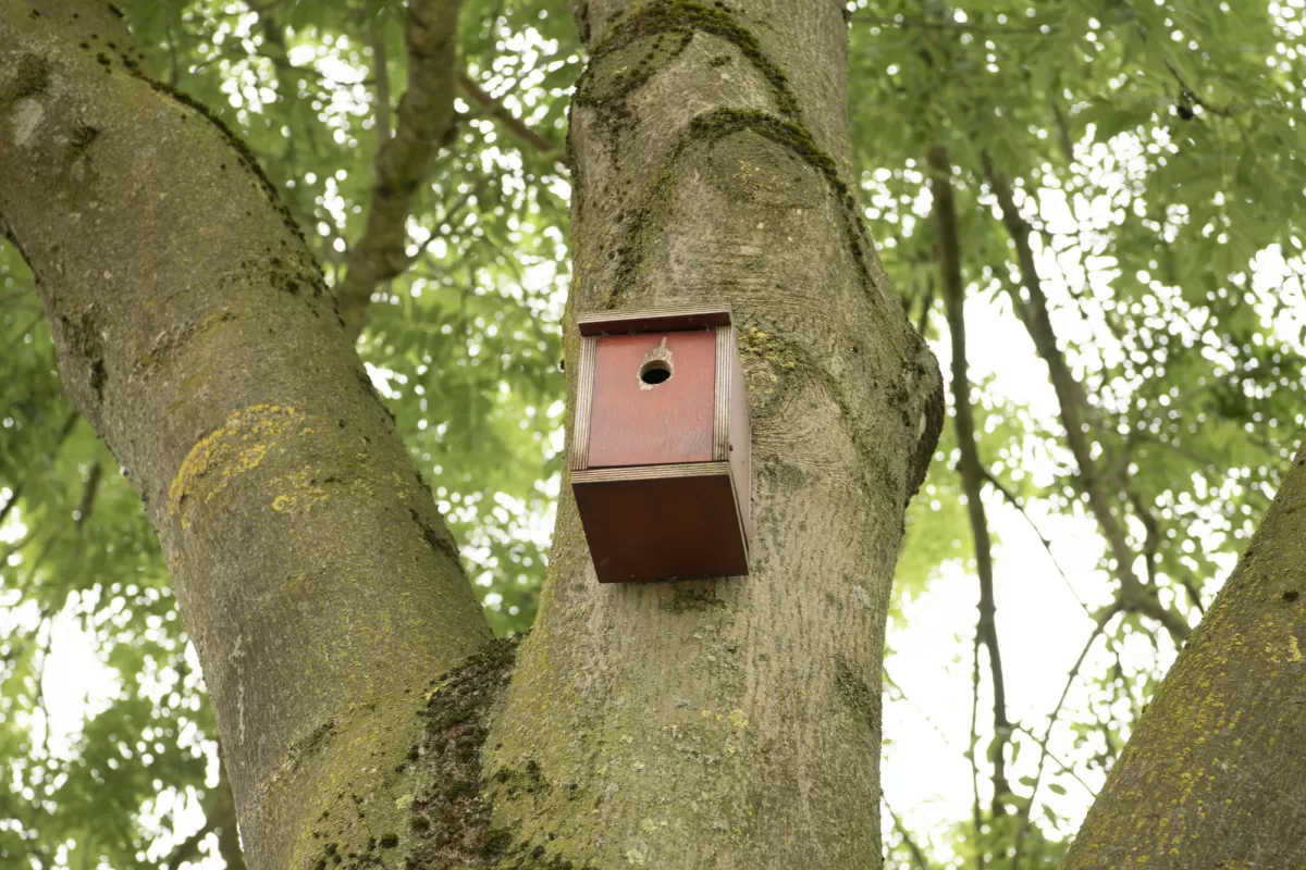 Vogelhuisje in de boom